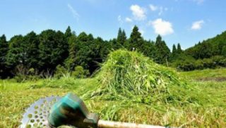 お持ちの敷地の草刈りはいかがですか？のサムネイル